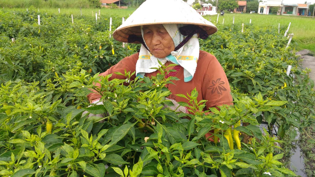 Ớt sừng tăng giá, nông dân phấn khởi Ớt sừng tăng giá, nông dân phấn khởi